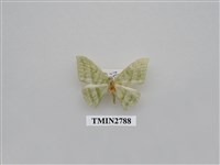 藏品(尺蛾364)的圖片